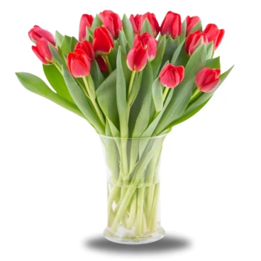 Czerwone tulipany